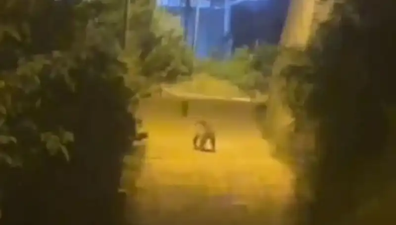 Şehir Merkezine Ayı İndi: Gümüşhane'de Doğa ve İnsan Bir Arada!
