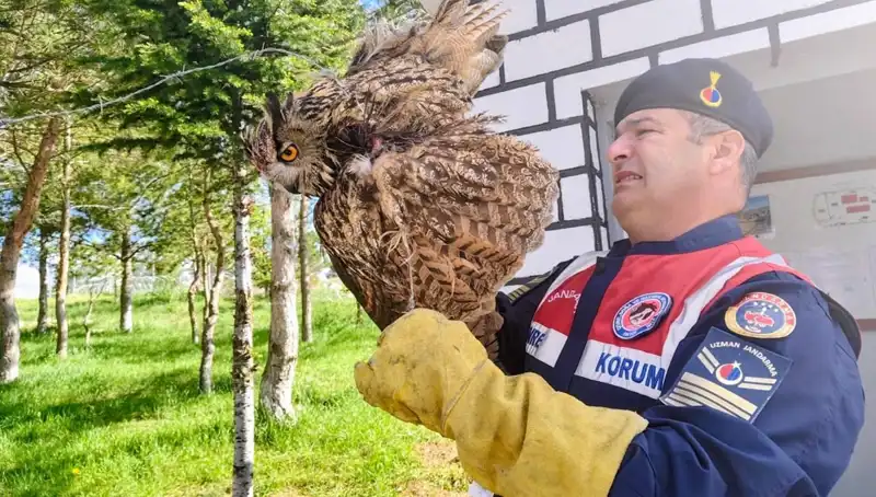 Dikenli Tellere Takılan Puhu İçin Kurtarma Operasyonu: Hayata Dönüş Hikayesi