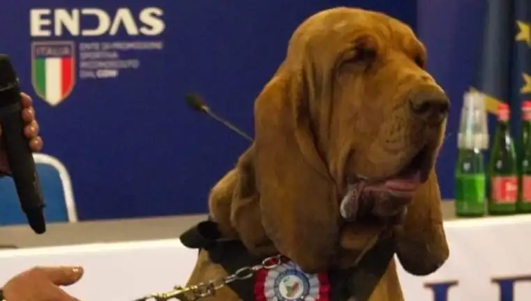 Arama Köpeğine Çivili Sosisle Suikast: Hayvan Hakları İhlali ve Güvenlik Sorunları