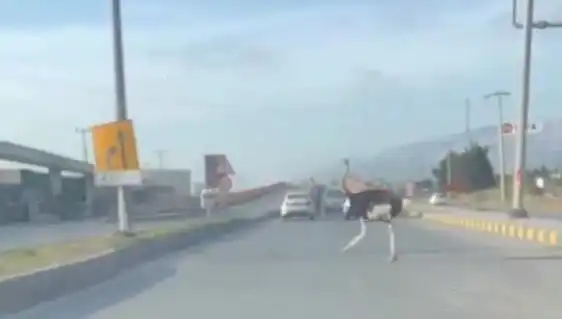 Hatay'da Deve Kuşu Trafiği Sarsan İkna Edici Olaylar!