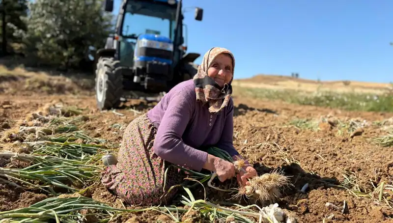 Selenyumun Altın Değeri: Tarlada Bin 200 Lira Değerinde Tarım Ürünü
