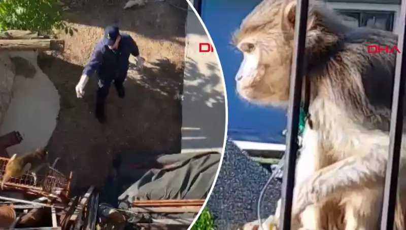 Muğla'da Şaşkınlık Yaratan Maymun Kovalamacası: O Anlar Kayıp Geçmedi!