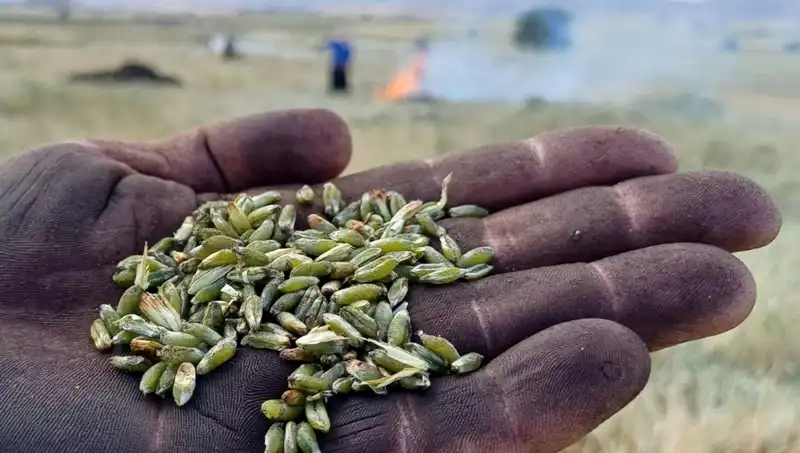 Firik Sezonu Kapılarını Açtı: Eşsiz Lezzet Bizi Bekliyor
