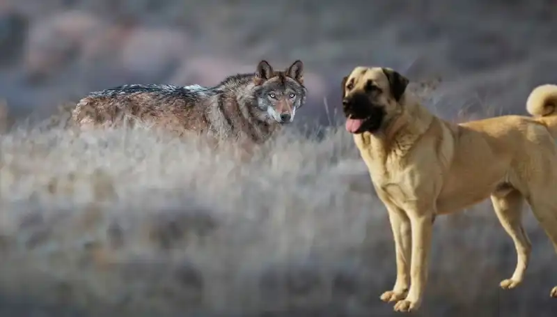 Kangal Köpeğine Yönelik Artan Talep: Kurt Popülasyonu Kangal Yönetimini Nasıl Etkiliyor?