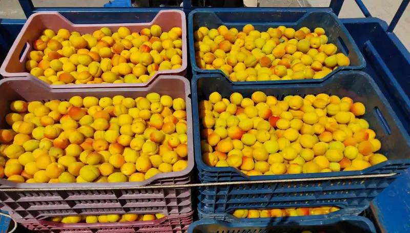 İlk Hasat Tohumları Toprakla Buluştu: 500 TL’lik Destanı