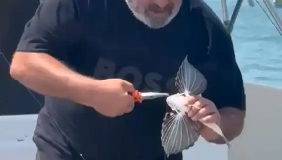 Saros'ta Nadir Görülen Kırlangıç Balığı Avlandı: Balıkçıların Şansı mı?