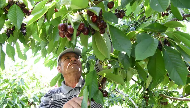 Lapseki Devi: Çay Bardağına Sığmayan Ağaçla Tanışın