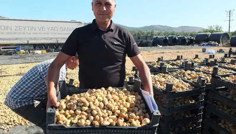 Balıkesir’in Verimli Tarlaları: Çin ve Rusya’ya Seyahat Eden Hasat Sezonu