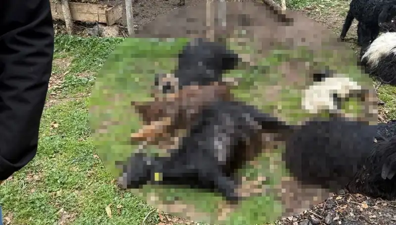 Sahipsiz Köpeklerin Saldırısı: 18 Keçi Telef Oldu!