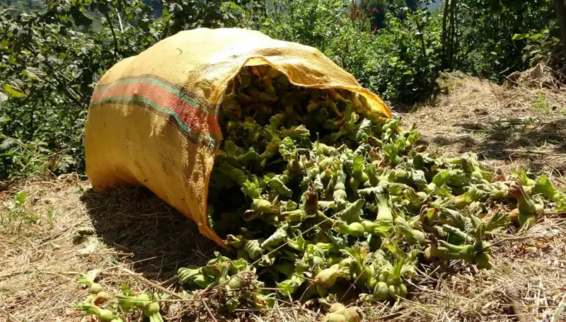 Giresun'da Fındık Hasadı Coşkusu Her Yılı Yeniden Başlıyor
