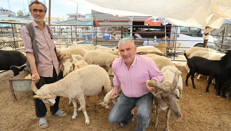 Kurban Pazarında Dikkat Çeken 4 Boynuzlu Koçlar
