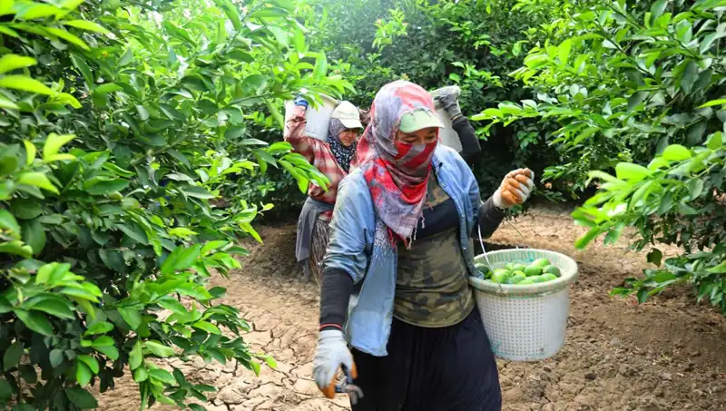Yüksek Fiyatlarla Mücadelede Yeni Umut: Markette Kilosu 150 Lirayı Aştı