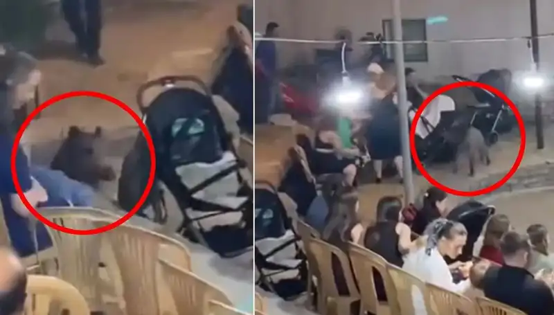 Düğün Törenine Dalan Yaban Domuzu, Konukların Şokuna Neden Oldu!
