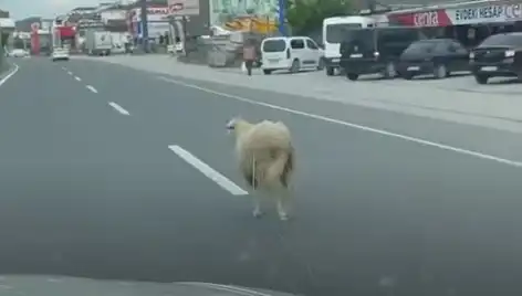 Yalova'da Kaçan Kurbanlıklar Trafiği Felç Etti: Olayın Ayrıntıları