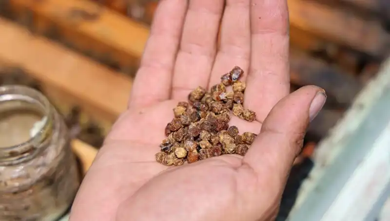 Çöpe Giden Besin Şimdi 3 Bin TL’den Satışta: Protein Kaynağı Kuru Fasulye!