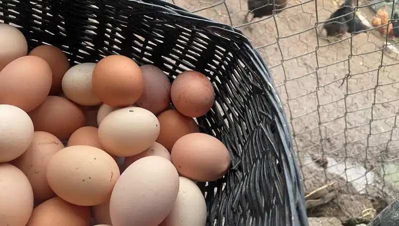 Okulların Açılması Dünyanın En Ucuz Protein Kaynağıyla Sorunu Çözebilir