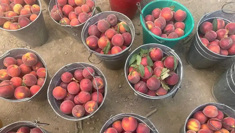 Tarımda Hasat Sevinci: Çiftçiler Kilogramda 100 Lira Kazanıyor!