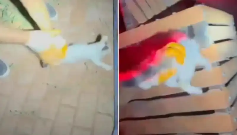 Gece Yarısı İtfaiye Ekipleri Kediyi Kurtardı: Tehlikeli Operasyon Başladı