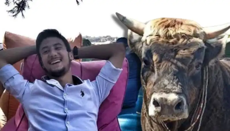 Aydın’da Güreş Boğası Tarafından Can Alınan Duygusal Olay