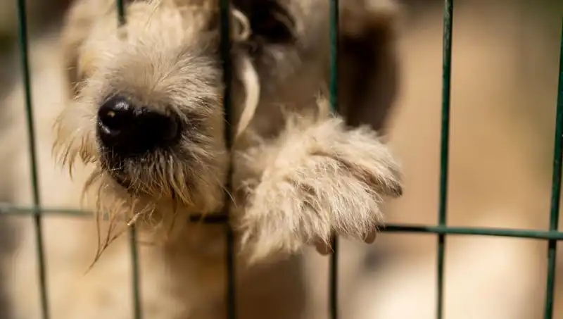 İş Stresi, Köpekler Üzerinde Beklenmedik Etkiler Yaratıyor